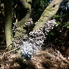 Plants: image 29 Of 208 Thumb